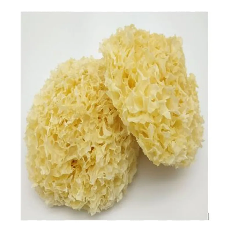 White Fungus
